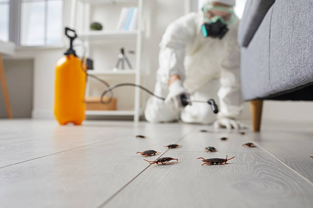 Trusted Termite Control service in Clifton Gardens, NY - Nex Pest Control